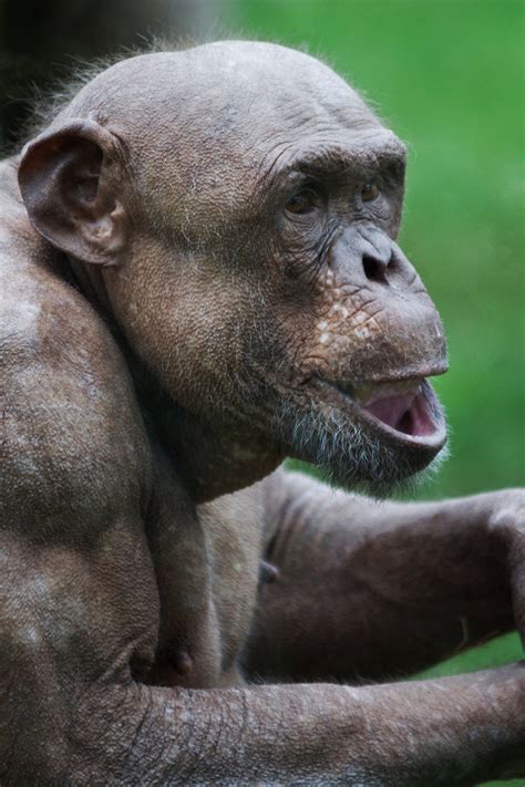 Hairless chimpanzee. Things To Know About Hairless chimpanzee. 