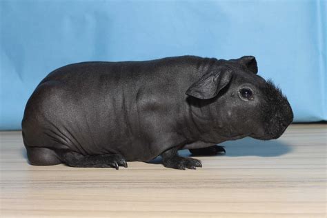 Hairless pigs for sale. .  ...