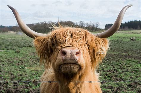 Hairy coo. The Hairy Coo - Scottish Highland Tours, Edinburgh, United Kingdom. 9,032 likes · 5 talking about this · 729 were here. Independent, Sustainable, and 100% Scottish-owned. Tours from Edinburgh... 