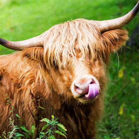 Hairy cow. Things To Know About Hairy cow. 