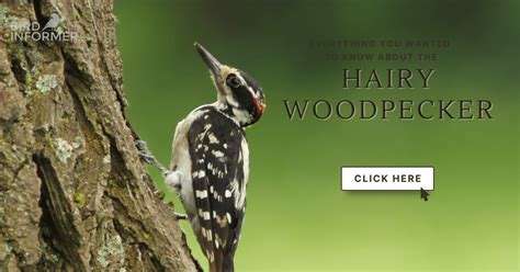 Hairy woodpecker - Bird Informer