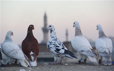 Halep güvercinleri videoları izle
