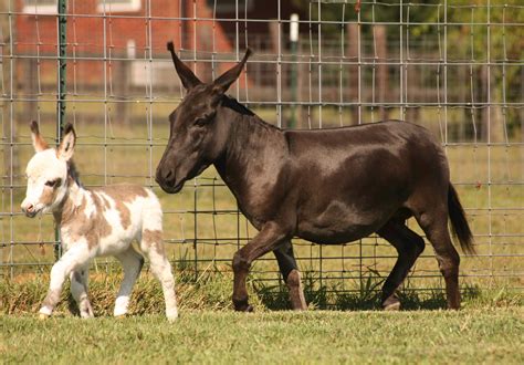 Half Ass Acres Miniature Donkeys – Miniature Donkey …