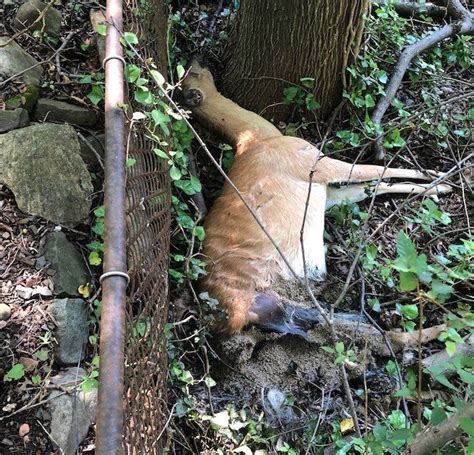 Half a deer carcass spotted on Los Gatos roadway