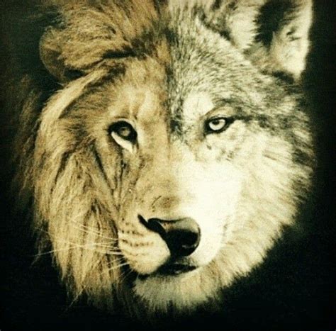 A half-lion face tattoo is a bold and distinct design. It often represents the dual nature of life - the fierce and the calm, the wild and the peaceful. If you identify with the lion's power yet value balance in life, this design might resonate with you. Lion and Wolf Tattoo. The combination of a lion and wolf in a tattoo represents power .... 