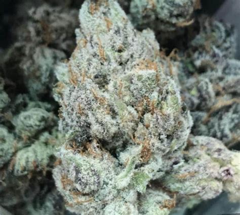 Half moon gelato strain. Uplifted. Dry mouth. Pain. Anxiety. Frosty Gelato is a sativa-dominant hybrid weed strain made from a genetic cross between Gelato and Brain Damage. Frosty Gelato is 16% THC, making this strain an ... 