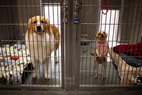 Half price dogs, cats and pets at the Santa Cruz County Animal Shelter