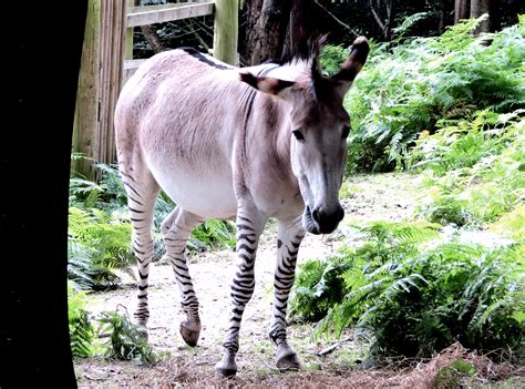 Half zebra half donkey extinct.  A prefix used to indicate that something is jus...