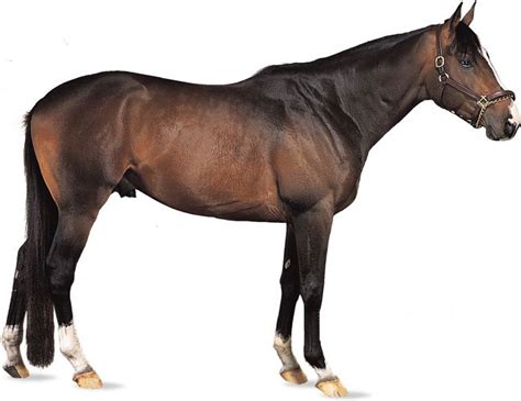 Half-bred horse Britannica