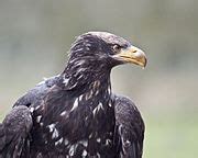 Haliaeetus albicilla - Wikispecies - Wikimedia