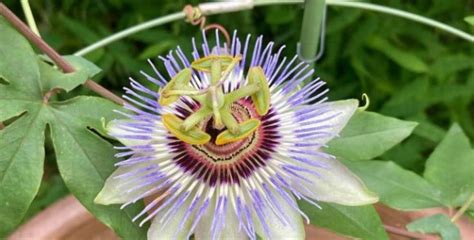 Halk arasında passiflora şurubu uykusuzluk için en çok satılan şuruplardan biridir.