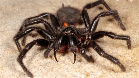 Hallan una de las arañas más grandes y venenosas del mundo, con colmillos capaces de perforar una uña