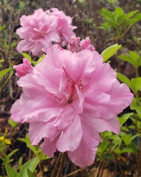 Hallie Evergreen Azalea (Aromi) - Rare & Unusual Plants