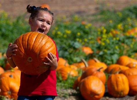 Halloween 2024: Dónde hallar huertos de calabazas del sur de …