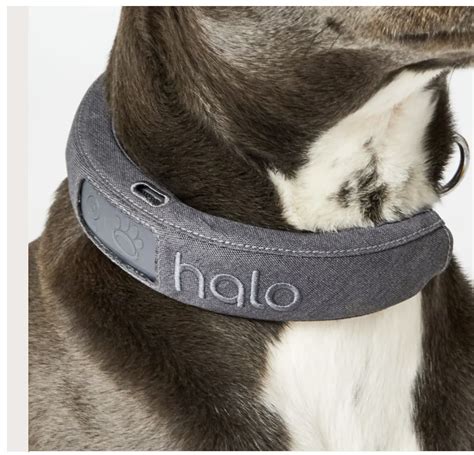 Halo Collar Reviews - Pets & Mindful Animal Owners