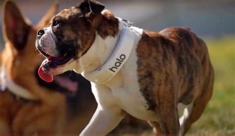 Halo collar lawsuit. Summary. The Halo Collar is a smart fencing system that uses GPS to keep your dog where you want him to be. However, the reliability and accuracy of GPS … 