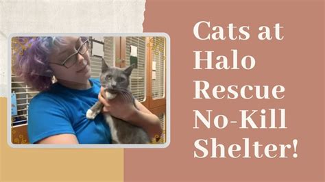 Halo rescue. Halo's Second Chance Animal Rescue, Murfreesboro, Tennessee. 7K likes · 116 talking about this · 44 were here. Halo’s Second Chance is an all breed, no kill, dog rescue located in Middle Tennessee. 