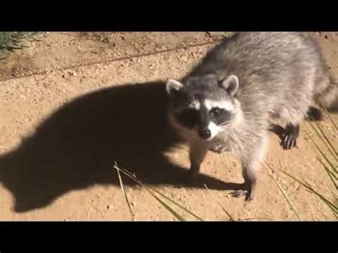 Halo theme song performed by 22 raccoons in 1 dumpster