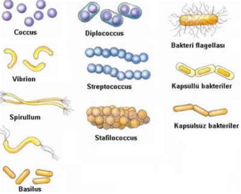Halofilik bakteriler