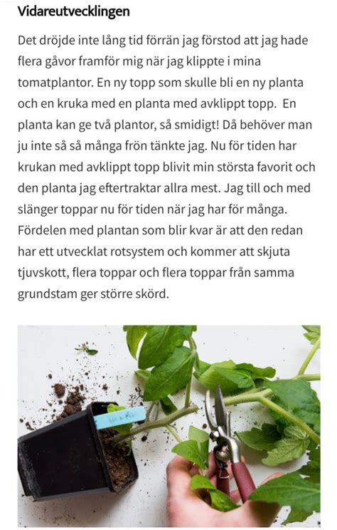 Halshugga - Wiktionary