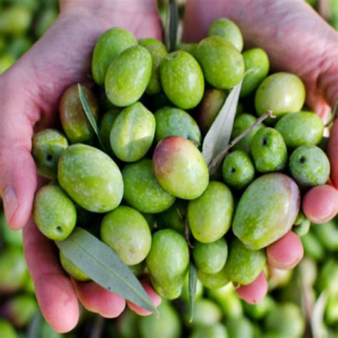 Ham Zeytin & Zeytinyağı satış sitesi Gemlik Zeytini.