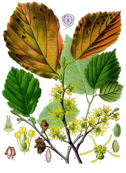 Hamamelis virginiana - Wikipedia