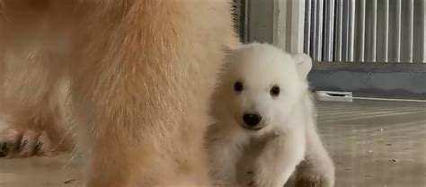 Hamburg Zoo celebrates arrival of first polar bear cub in 19 years