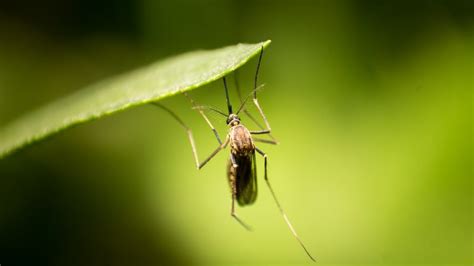 Hamilton declares ‘high’ level of West Nile Virus risk, communities seeing disease uptick