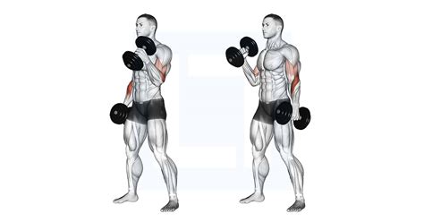 Hammer curl benefits. .  <a href=https://cms.approad.hu/assets/images/nchh3xlpg/inde...