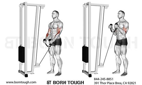 Hammer curls cable.  Equipment required: cable d. com.  Discover technique tips, Elev...