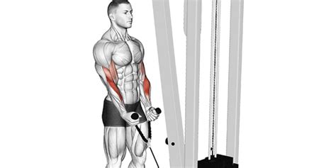 Hammer curls cable.  Sales & Specials Learn to perform the Cable Rope Hammer Curl with key instr...