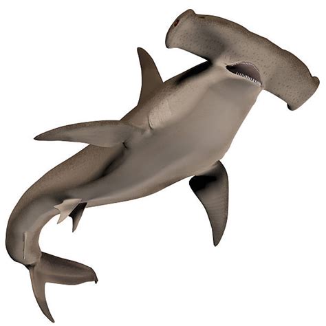 Hammerhead Shark Pictures, Images and Stock Photos