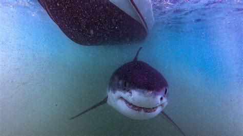 Hammerhead shark spotted far off Cape Cod coast, white shark seen 30 yards off Orleans beach