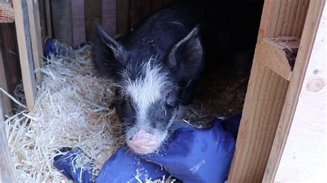 Here at Serenity Valley Farms we raise a blend of the best quality meat hogs and roasting pigs. We have 8 sows and it seems like we always have piglets for sale. Our boar (Moe) is full bred Mangalitsa, Our sows range from full bred Duroc, to mix breeds of Berkshire/Hampshire, Landrace & Yorkshire. The Mangalitsa breed was brought to the US .... Hampshire piglets for sale