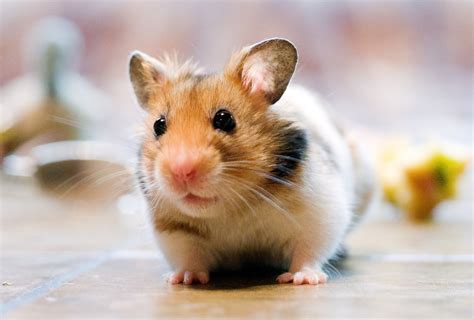 Hamster