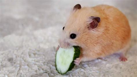 Hamster’s Diet: Can Hamsters Eat Cucumber?