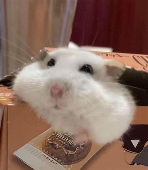 Hamster🔥 Onlyfans Leaked XxX 130 Vids