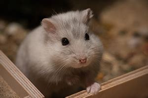 Hamster Insurance - Pet Assure