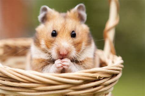 Hamster Sexseite