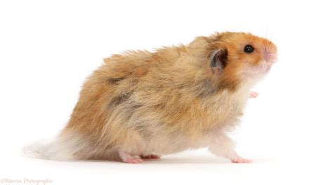 - The name hamster comes from the German word 
