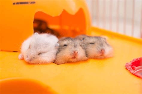 Oct 5, 2023 · Consult your veterinarian on the proper quantity to feed. In general, you should feed your hamster once per day, ideally in the evening when they are waking up and becoming active. Discard any uneaten food after 24 hours. Look for a commercial hamster food blend that's specifically formulated for dwarf hamsters. 