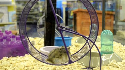 Hamster running on a treadmill - YouTube