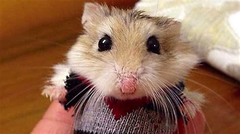 Hamster videos. Things To Know About Hamster videos. 