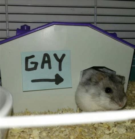 Hamster videos gays. Jan 26, 2019 · get it guys~~~~~FOLLOW ME ON INSTAGRAM: https://www.instagram.com/willmakemem...Big thanks to my patrons/donors: @mdangeloc@happyem... 