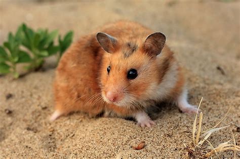Oct 30, 2021 These hamsters&39; life expectancy is between one to three years like the Campbell&39;s Russian dwarf hamsters live for about one and a half to two and a half years with a general size of about 3 in (7. . Hamsterlivex