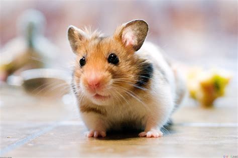 Hamsters for free. Can hamster go through the world's largest maze with obstacles? 