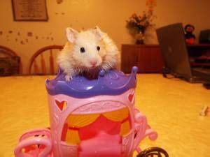 Hamsters are also nocturnal, meaning they will mostly be active at night and will not miss lost company during the day. Proper exercise is a must, so it is a good idea to give your hamster a running wheel (like the Ware Flying Saucer wheels) and plenty of toys. They can live up to 2 to 3 years with proper care.
