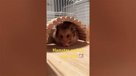 🍆 Hamstertreat Leaks [SEX VIDEO]
