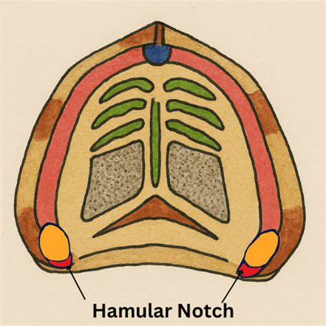 Hamular Notch