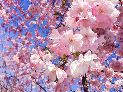 Hanami is one of the most popular events of Spring. . Hanamiblossom
